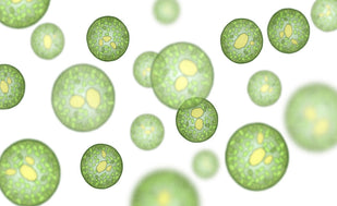 Sourced From Microalgae